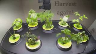 AeroGarden Herb Plants growing 35 day timelapse [upl. by Thema]