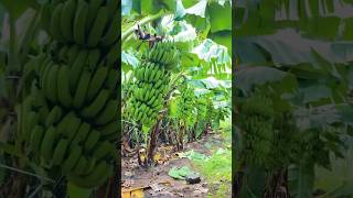 बनाना फार्मिंग banana banana farming Agri network sandipkarande [upl. by Ramraj920]