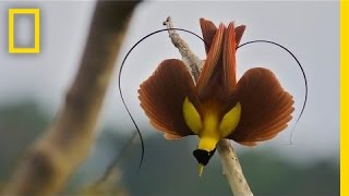 Tim Laman amp Ed Scholes Birds of Paradise  Nat Geo Live [upl. by Robins311]