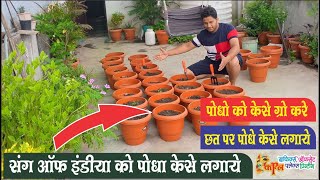 song of india plant  song of इंडिया प्लांट को दूसरे गमले में शिफ्ट कैसे करें [upl. by Bello]