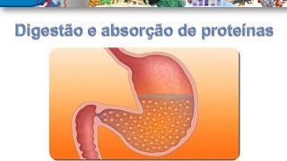 Curso de Bioquimica Digestão e absorção de proteínas [upl. by Hamehseer935]