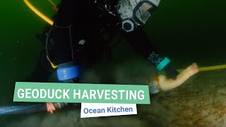 Geoduck Harvesting in Action  Ocean Kitchen [upl. by Paula]