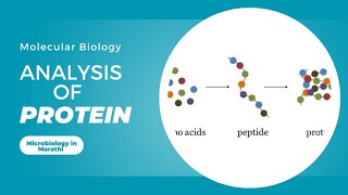 Analysis of Protein  Molecular Biology  Microbiology in Marathi [upl. by Ayotal]