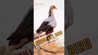 Secretary Bird 🦅 A Snake’s Worst NIGHTMARE [upl. by Breanne]