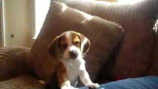 beagle puppy howl [upl. by Dionysus]