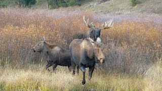 Moose in heat [upl. by Casia]