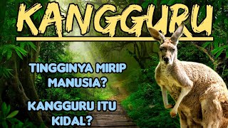 Kangguru Lebih Banyak Dari Manusia Kangguru Mengorbankan Anaknya Dimakan Predator [upl. by Sheila465]