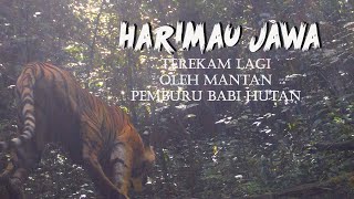 HARIMAU JAWA Terekam Lagi Oleh Pemburu Babi Hutan [upl. by Now932]