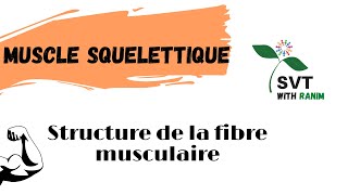 Structure de la fibre musculaire شرح مبسط [upl. by Torrey]