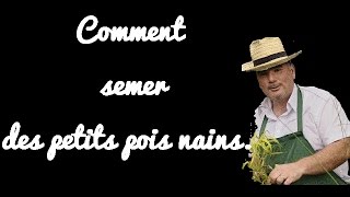 9 ème courscomment semer des petits pois nains [upl. by Norak]