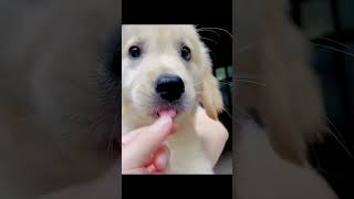 quotUnleashing Cuteness Adorable Puppies That Will Melt Your Heartquotpuppiesdogviralvideoshortvideo [upl. by Harrod]