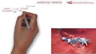 HEMOSTASE PRIMAIRE [upl. by Crysta]