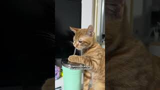 He identifies as an invisible cat 🐈😹 cats catlovers ytshorts [upl. by Blaze]