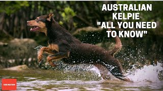 Australian Kelpie All You Need To Know [upl. by Yerak]