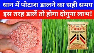 धान में पोटाश ऐसे डालें पैदावार होगी दोगुनी Dhan me potash kab dalna chahiye potash mop [upl. by Arihsa726]