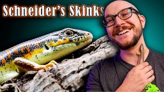 The Most Underrated Reptile EVER  Why Schneiders Skinks Are The Best Pet Lizard [upl. by Doria]