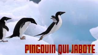 PINGOUIN qui JABOTE Penguin sounds  Cri du pingouin  Verso del pinguino [upl. by Nosyt68]