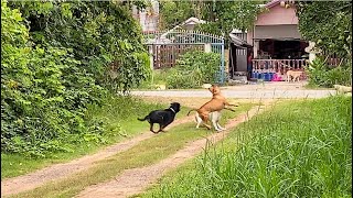 Dog attack street dogs vs Rottweiler and Pitbull bandog [upl. by Eilyk]