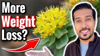 Rhodiola Rosea for Weight Loss  Does Cortisol Cause Weight Gain [upl. by Bettencourt306]