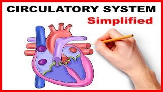 Circulatory System Physiology Heart Simplified [upl. by Gualtiero176]