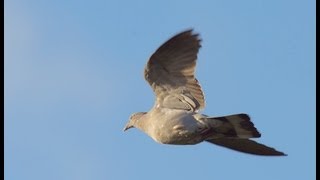 The Shooting Show  pigeon decoying in Essex [upl. by Justicz316]