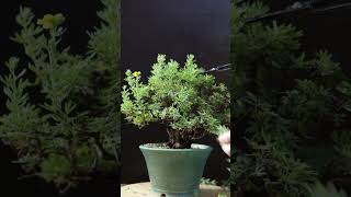 Summer Pruning Potentilla bonsai [upl. by Russo]