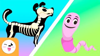 Vertebrate and invertebrate animals  Educational videos for kids [upl. by Nirtak598]