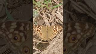 Junonia lemon pansy butterfly 🦋 [upl. by Giacinta]