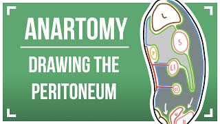 Drawing The Peritoneum [upl. by Akenal]