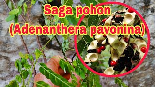 Review Tumbuhan SAGA POHON Adenanthera pavonia Bahan Bonsai [upl. by Ahsyad635]