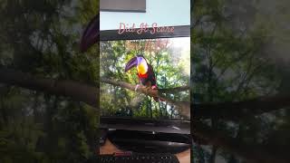 This Toucan Is Scary In The Night Garden Episode Upsy Daisys Big Loud Sing Song [upl. by Sallyanne]