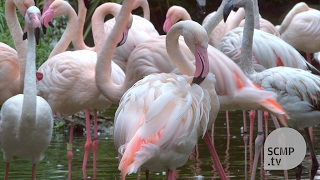 Meet Kowloon Park’s flamingo caretaker [upl. by Lakin247]