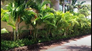 The Golden Cane Palm Dypsis lutescens AKA The Areca Palm [upl. by Zuzana]