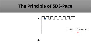 Determining MW of proteins on SDSPAGE [upl. by Grimbal294]