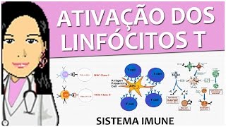 Imunologia 10  Ativação dos Linfócitos T  Vídeoaula de sistema imune [upl. by Dare]