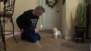 Teaching Toy Poodle Tricks Gary instructing  Part 1 [upl. by Norval]