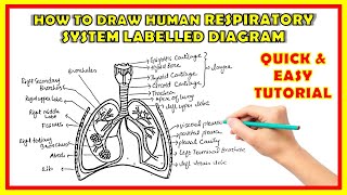 How To Draw Human Respiratory system class 10 with labelled diagram  Human Lungs drawing easy [upl. by Rebmyk]