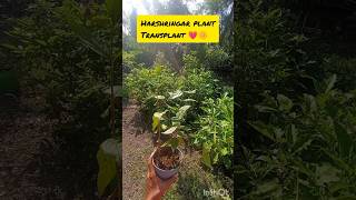 Harsingar plant transplant💗🌼 publicgardengardeninggarden gardengardeningideas terracegardning [upl. by Amak]