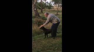 Murray River Curly Coated Retriever [upl. by Symons]