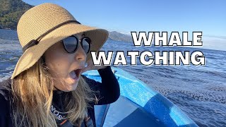 Whale Watching in Puerto Vallarta Part 1 [upl. by Lacy796]