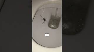 Der Schock des Jahres  Riesige Spinne im Klo 🕷️🚽 [upl. by Williamson797]