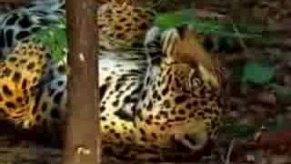 jaguar tastes the hallucinogenic effects of yage [upl. by Troxell]