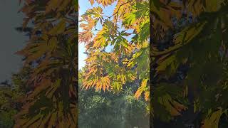 Full Moon Maple Color Change in Early Autumn japanesemaple fallcolors torontolife [upl. by Waki]