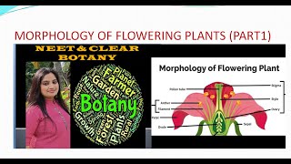 MORPHOLOGY OF FLOWERING PLANT [upl. by Taima29]