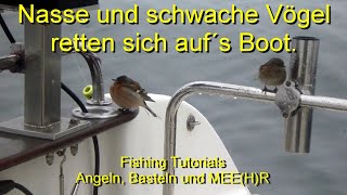 Nasse und schwache Vögel retten sich auf´s Boot [upl. by Navnod]