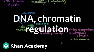 DNA and chromatin regulation  Biomolecules  MCAT  Khan Academy [upl. by Aicinet707]