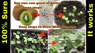 How to grow kiwi plants at home 7 months review in 7 minutes [upl. by Ettenauq381]