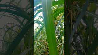 Co16030 new sugarcane variety beach travelnew farming sugarcane sugarcanecultivar agriculture [upl. by Lyndon]