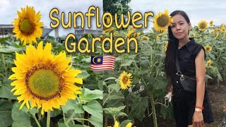 SUNFLOWER GARDEN  BAGAN DATUK PERAK  EXPLORE MALAYSIA  MILLION DOT TOUR AND TRAVEL  Tiina Adolfo [upl. by Dott]