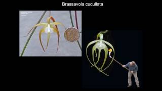 2016  Allen Black Brassavola cucullata 6th Annual Cattleya Symposium [upl. by Noillimaxam]